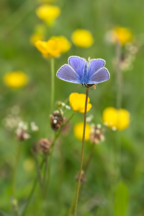 Common Blue and Buttercups